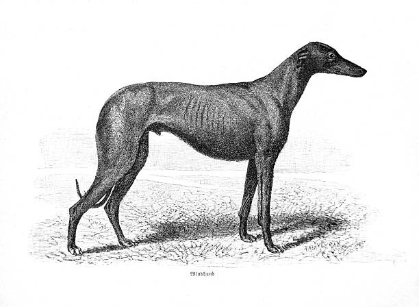 Detailed 19th-century engraving of a slender Greyhound in side profile. High-quality illustration isolated on white with ample copy space.
