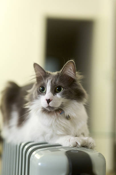 Domestic feline relaxing on top of a warm radiator in a home