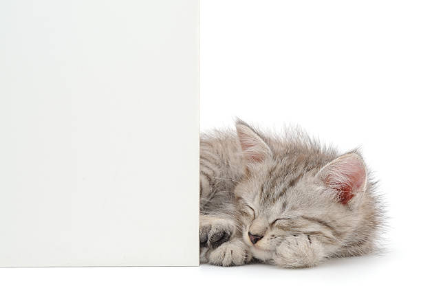 Authentic photography of a peaceful baby cat. Real camera capture of a fluffy grey tabby kitten sleeping soundly next to a blank white vertical board, isolated on white background. Natural shot of a domestic pet. High quality photography.