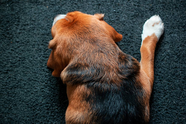 Overhead View of a Sleeping Dog on a Dark Carpet