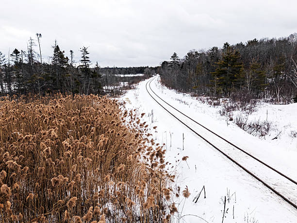 A railroad runs along the edge of a wetland.