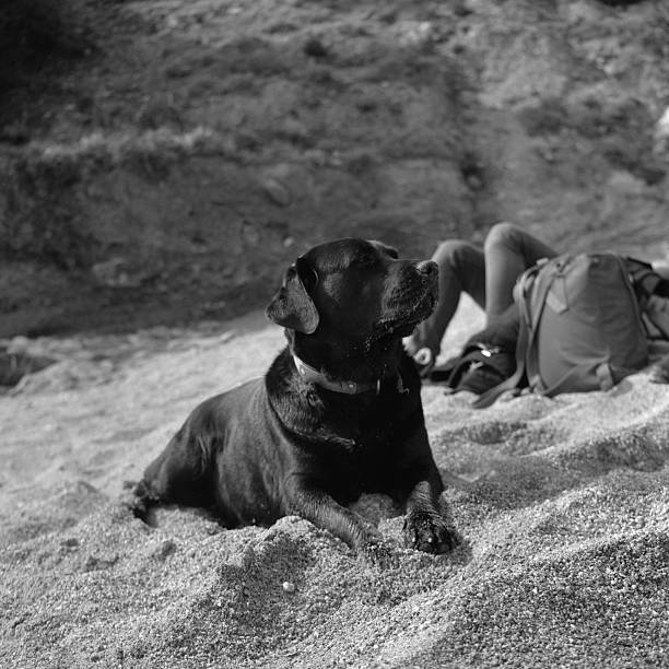 Black Labrador retriever resting on the sand with a person lounging in the background, enjoying a relaxing outdoor day. Scanned from analog film