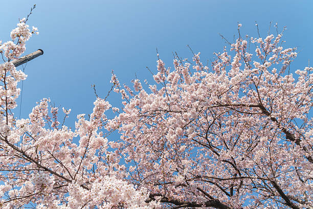 istock Full of spring, cherry blossoms, petals 2259977576