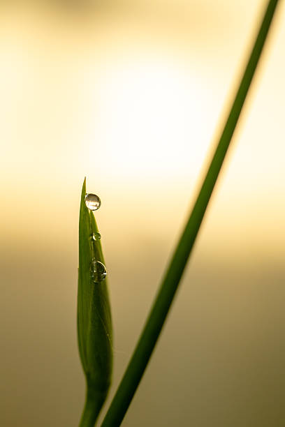 Water droplets on green grass blade at sunrise with soft bokeh macro