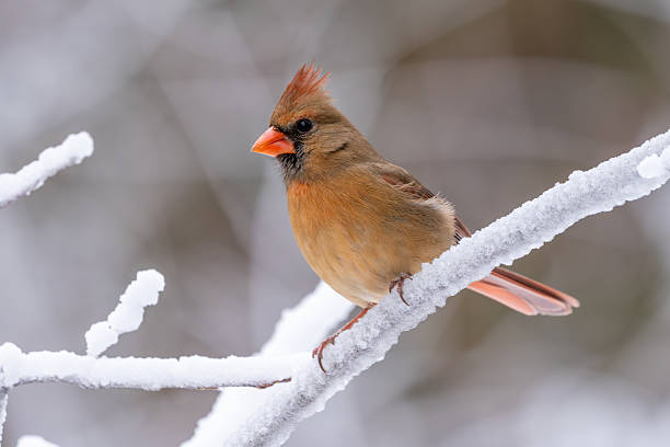 This image depicts a cardinal perched on a decorative metal support, featuring a muted, natural background. It showcases the bird's distinctive coloration and delicate details, providing a serene glimpse into wildlife.