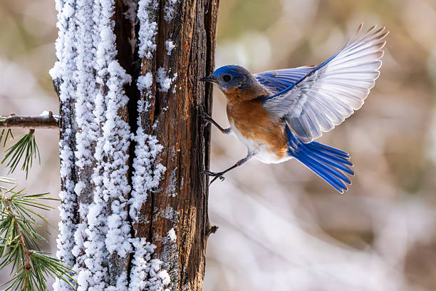 Bird is perching on a tree trunk in the snow.