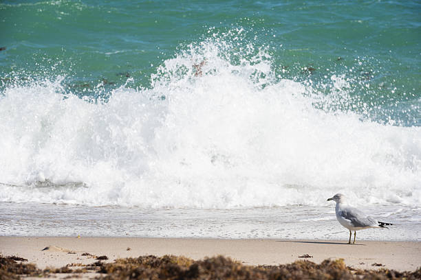A pigeon on a beach looking at the water