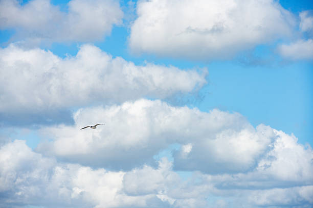 This is a photograph of a seagull flying by a cloudy sky on a winter day in Hollywood Beach, Florida.