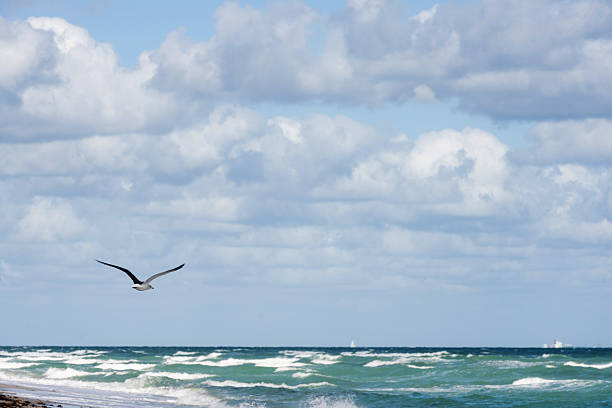 A dynamic, low-angle shot captures two white gulls likely Black-headed Gulls running along a beige, shell-strewn shoreline. One bird prepares for flight with wings rapidly blurred, set against the calm blue water.