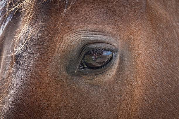 Soulful horse eyes gaze directly at the camera, revealing the deep connection between horse and human.