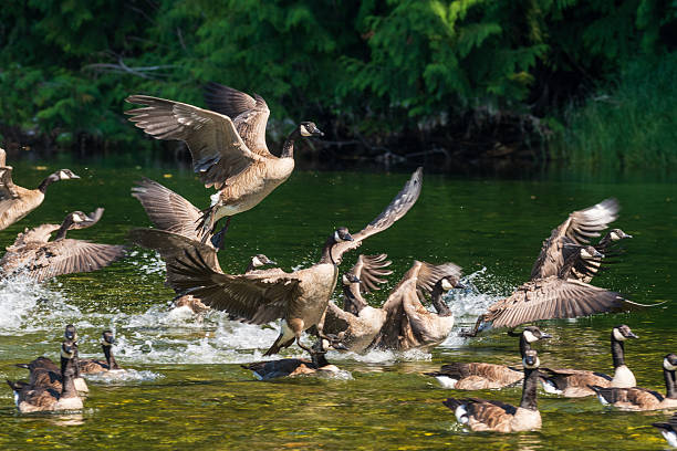 A low angle voew of two flying Greylag Goose above a pond.