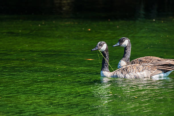 Canada goose pair standing in Musselshell river in Montana, in northwestern USA of North America.