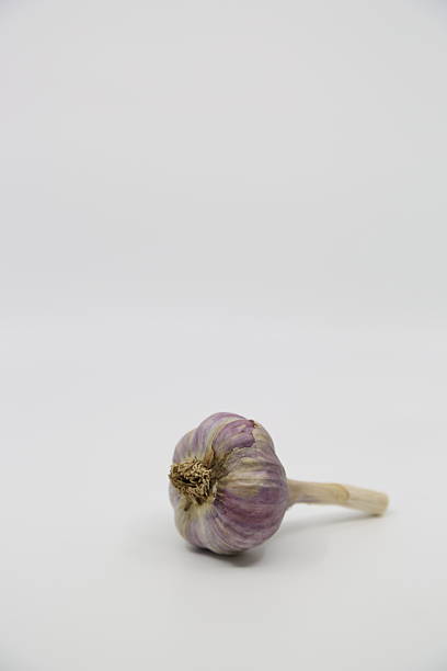 Allium giganteum