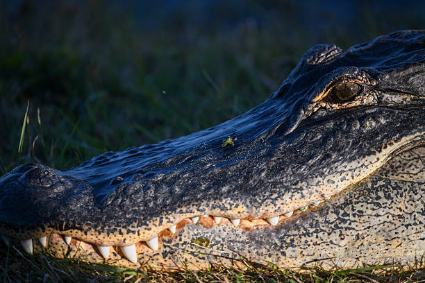 Alligator Head Close Up