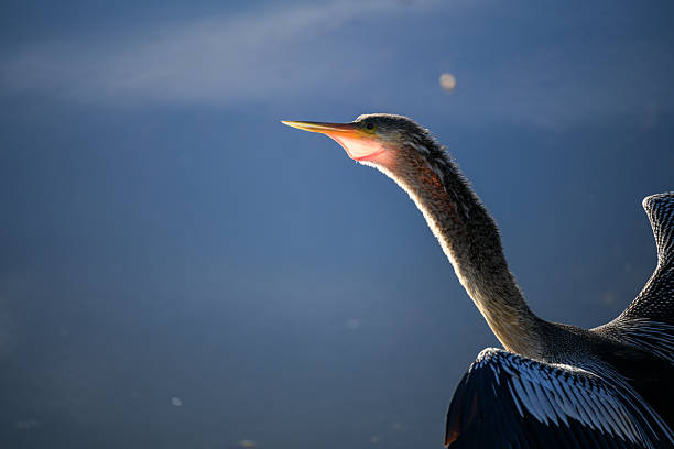 Anhinga with wings opened to dry off, chin almost see through