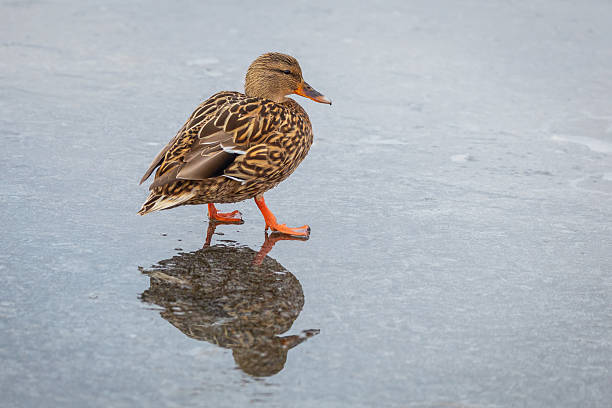 A Mallard duck walking along the frozen shoreline.