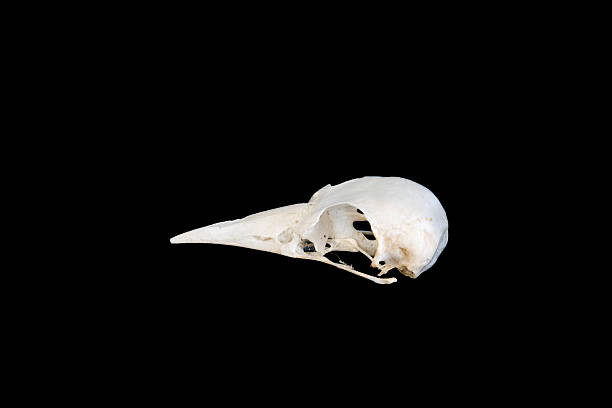 The skull of a great cormorant Phalacrocorax carbo