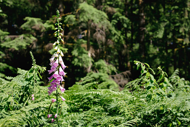Rainforest clearing with lush tall vegetation on a nature walk. Digitalis is toxic to humans and pets. Selective focus.