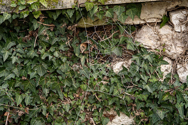 Ivy Covered Stone Wall with Detailed Spider Web in Natural Setting