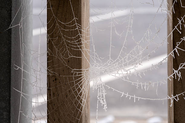 Frost Covered Spider Web Between Wooden Posts on a Cold Winter Morning