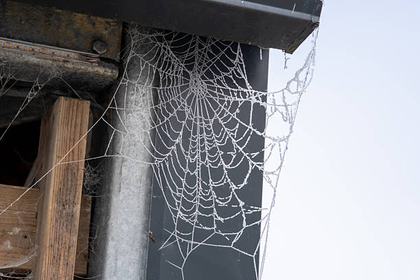 Frost Covered Spider Web on Metal and Wood Corner Structure in Winter Cold