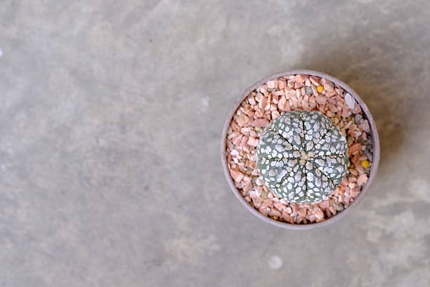 Succulent flat lay with empty space for text. Natural plant background for business, sustainability concepts, posters, banners, and creative graphic design use.