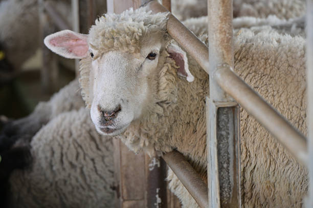 Sheep at a livestock auction in New Zealand.
