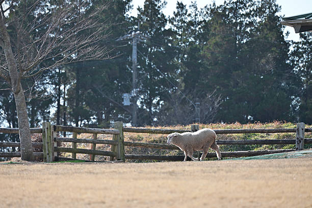 Sheep walking in the pasture