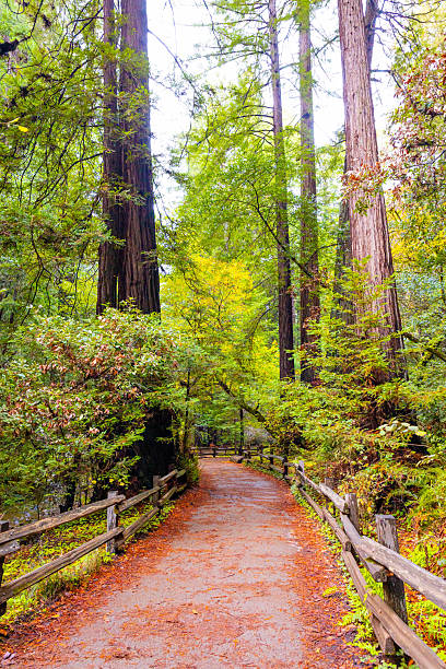 Scenic hiking trail winds through towering coastal redwood trees in Muir Woods National Monument California