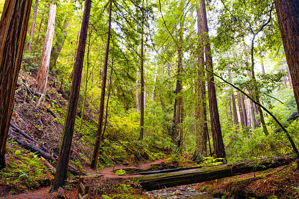 Towering coastal redwood trees form dense green forest landscape inside Muir Woods National Monument California