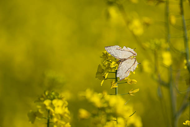The vibrant yellow petals of the mustard flowers frame the white butterfly, creating a high-contrast nature shot.