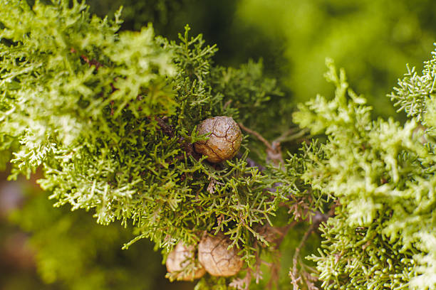 Close-up view of round seed cones growing on the dense green foliage of a Mediterranean cypress tree.