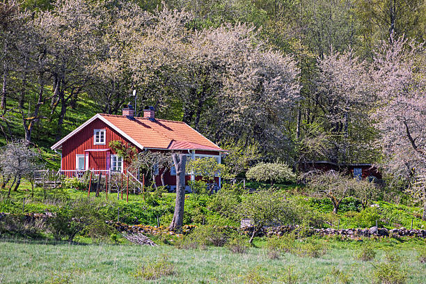 Skara, Sweden-Maj, 2025: Red wood cottage in a garden with blossoming cherry trees in springtime