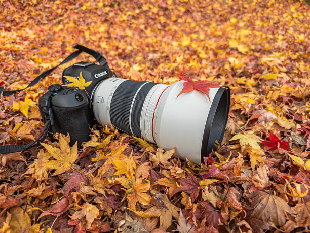 Kyoto, Japan - December 08, 2025: A professional Canon mirrorless camera with a white telephoto lens rests amidst vibrant red, orange, and yellow autumn maple leaves, capturing the essence of fall.