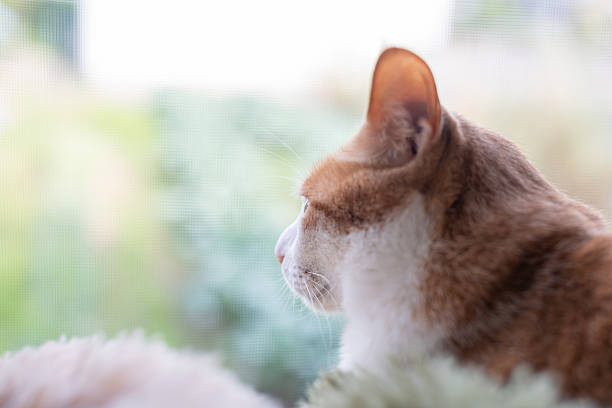 The back view of a cute cat looking out the window