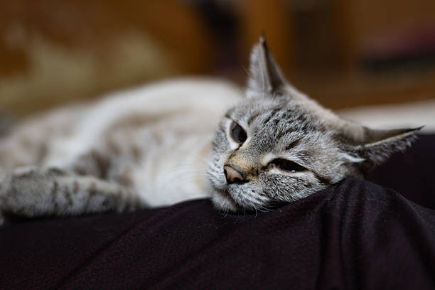 Cute cat relaxing on its owner's lap