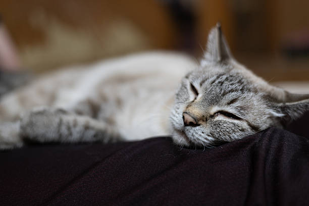 istock Cute cat relaxing on its owner's lap 2260015006