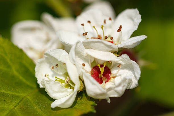 A white flower with a green stem. The flower is surrounded by green leaves