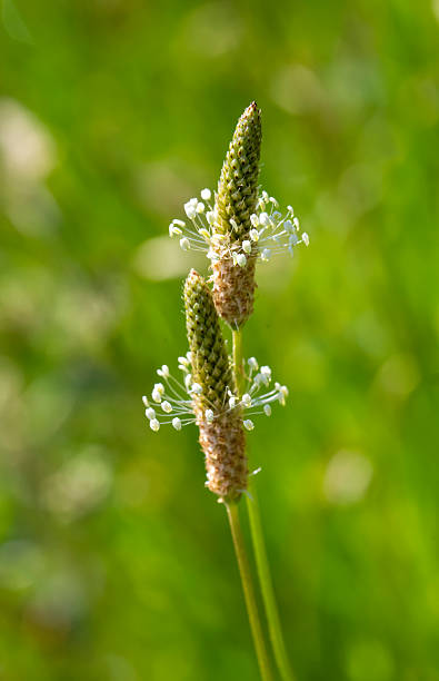 Wild plant; scientific name; Plantago lanceolata