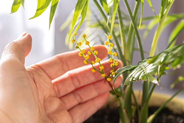 Woman hand gently touching chamaedorea elegans yellow flower indoors. Natural sunlight on green palm fronds, houseplant care, botanical wellness at home.