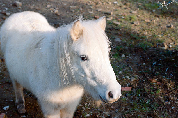 White miniature horse with long mane looking at something in a rural outdoor setting, feeling curious and innocent. Scanned from analog film