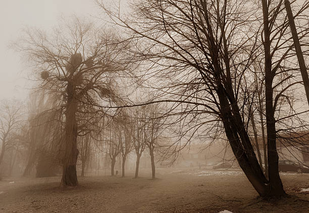 Empty road covered in dense fog with bare trees along the sides. Moody winter landscape representing uncertainty, journey, travel risk, solitude and reduced visibility conditions.
