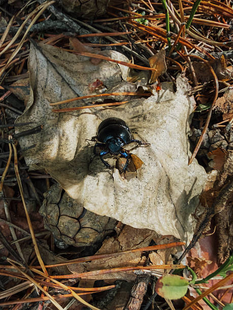 Black beetle crawling on discarded paper tissue in forest litter, environmental pollution concept showing human waste in nature, ecology problem and wildlife habitat contamination