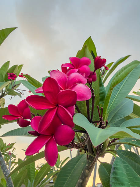 Vibrant Red Frangipani Flowers Against Sky