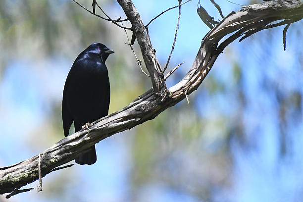 Mature males have violet-blue eyes and are uniformly coloured black, however, light diffraction by the surface texture of the feathers results in an almost metallic sheen giving a deep shiny blue appearance. Like all bowerbirds, the satin bowerbird shows highly complex courtship behaviour. Males build specialised stick structures, called bowers, which they decorate with blue, yellow, and shiny objects.