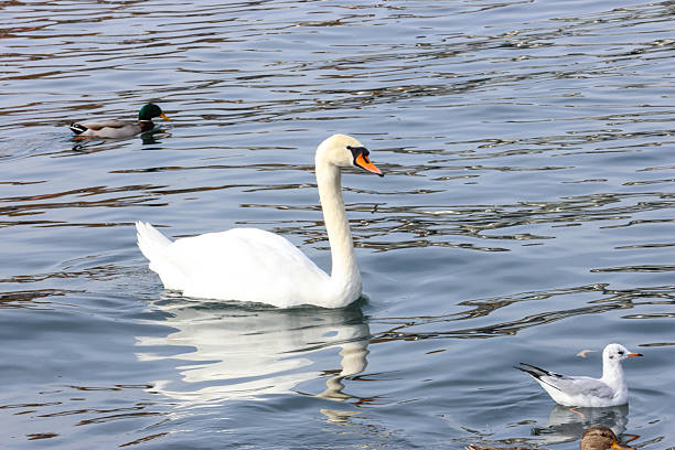 A graceful mute swan gliding on the calm surface of a lake, captured in natural daylight. The white swan is reflected in the blue water, creating a peaceful and serene atmosphere. Ideal for nature, wildlife, animal, lake, and outdoor themes. Perfect for editorial, commercial, and web projects.