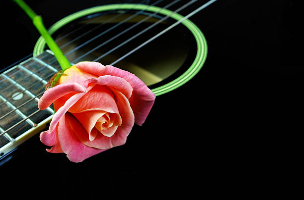 Pink rose and black acoustic guitar. Copy space