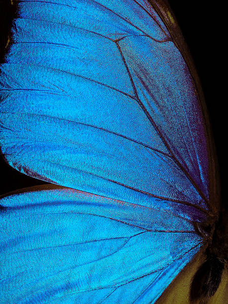istock Wings of a butterfly Morpho texture background. Morpho butterfly. 2260038651