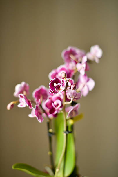 A close-up shot of a vibrant purple and white phalaenopsis orchid growing in a domestic setting. The flowers are in full bloom against a plain, out-of-focus background.