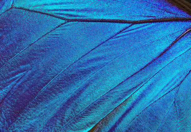 istock Wings of a butterfly Morpho texture background. Morpho butterfly. 2260042037